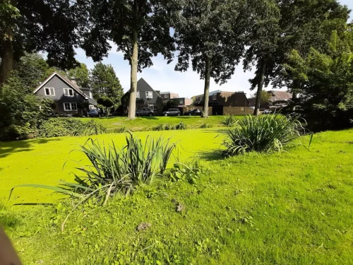 Kweldergras, Purmerend